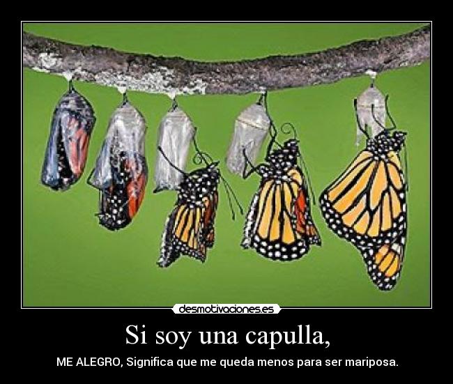 Si soy una capulla, - ME ALEGRO, Significa que me queda menos para ser mariposa.