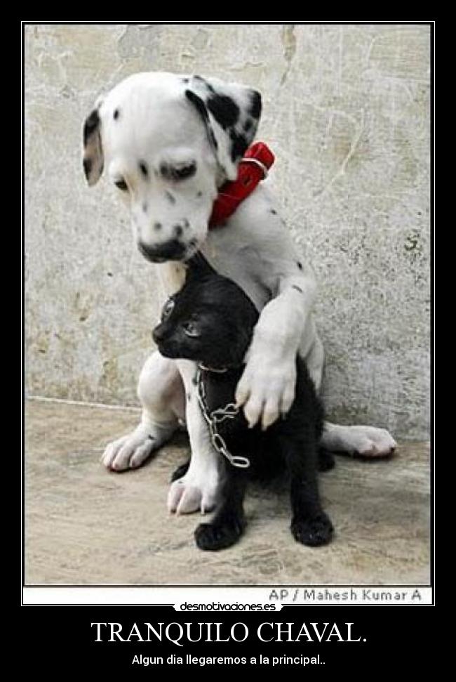 TRANQUILO CHAVAL. -