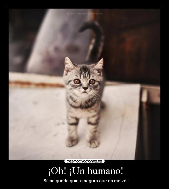 ¡Oh! ¡Un humano! - ¡Si me quedo quieto seguro que no me ve!