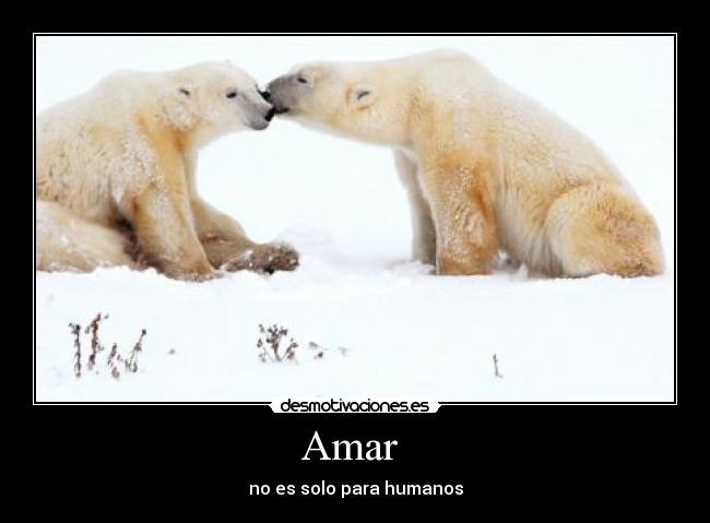 Amar - no es solo para humanos