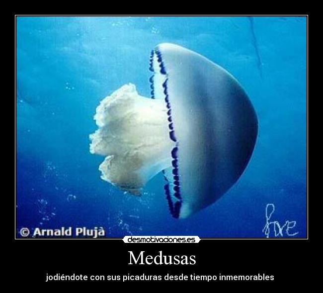 Medusas -