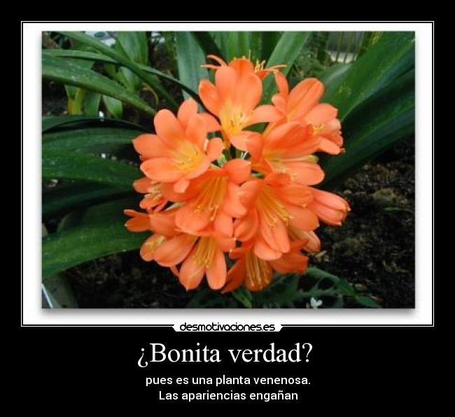 ¿Bonita verdad? - pues es una planta venenosa.
Las apariencias engañan