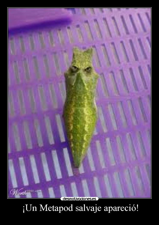 carteles metapod salvaje aparecio pokemon desmotivaciones