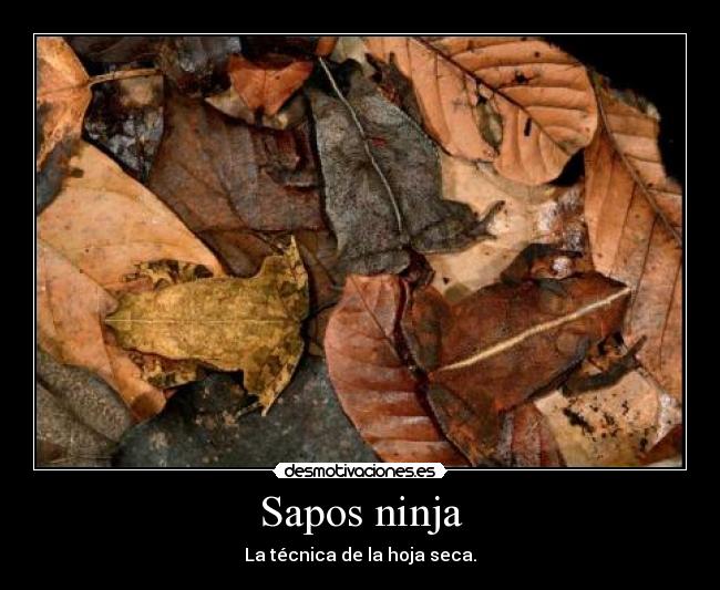 Sapos ninja -