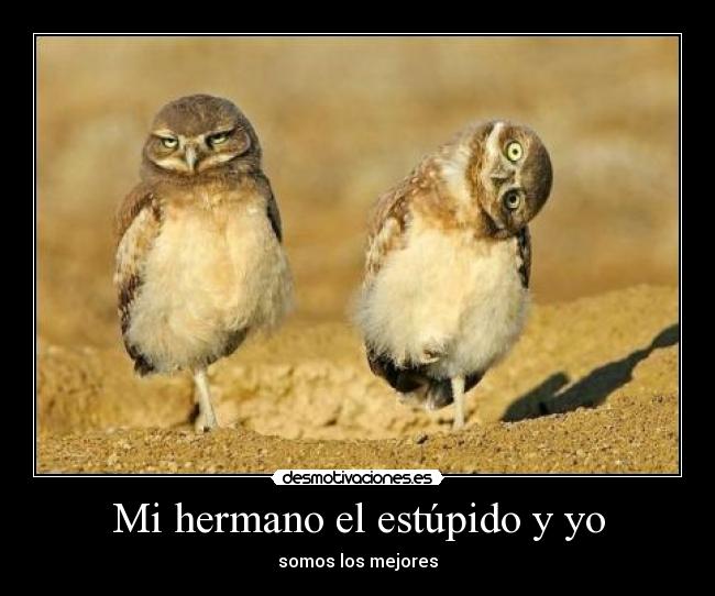 Mi hermano el estúpido y yo -