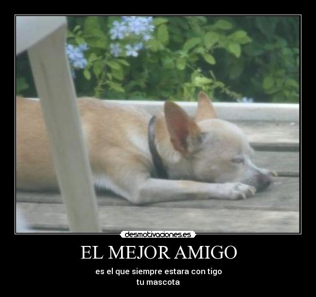 carteles este cartel motivado por mmi mascota mia descance paz desmotivaciones