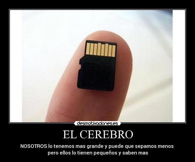 EL CEREBRO - NOSOTROS lo tenemos mas grande y puede que sepamos menos
pero ellos lo tienen pequeños y saben mas