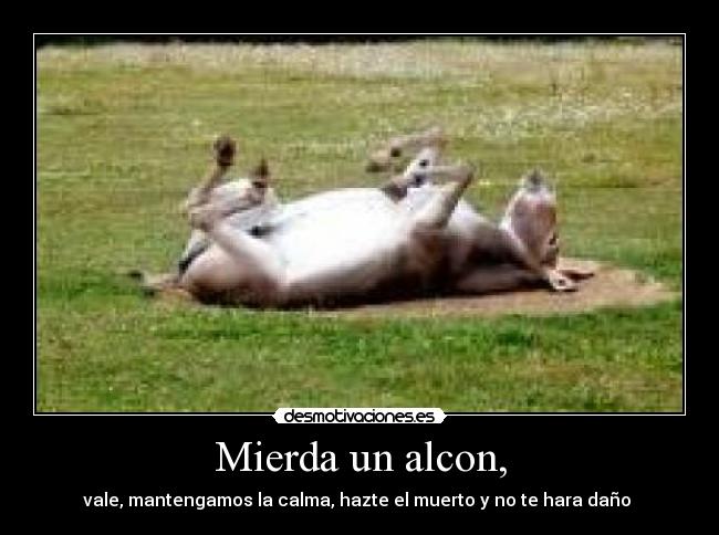 Mierda un alcon, - vale, mantengamos la calma, hazte el muerto y no te hara daño