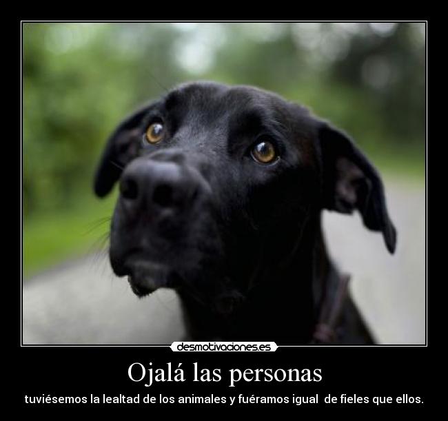 Ojalá las personas - tuviésemos la lealtad de los animales y fuéramos igual  de fieles que ellos.