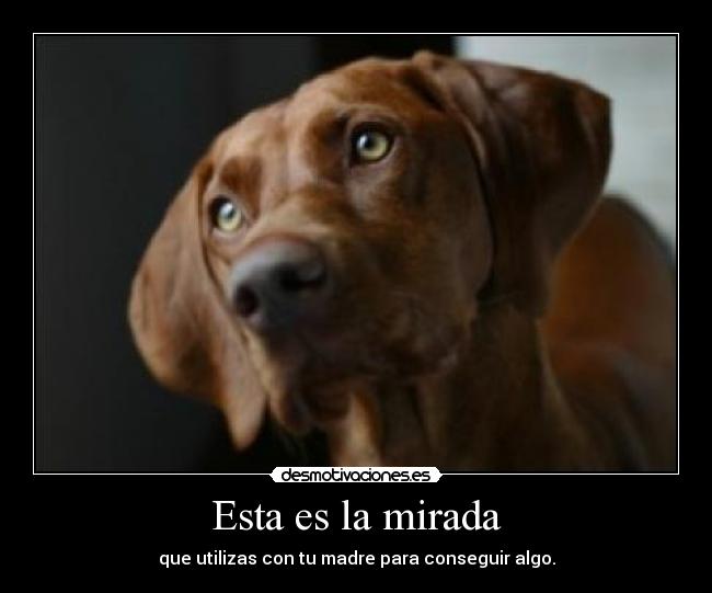 carteles miradas desmotivaciones