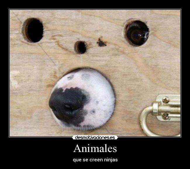 Animales - que se creen ninjas