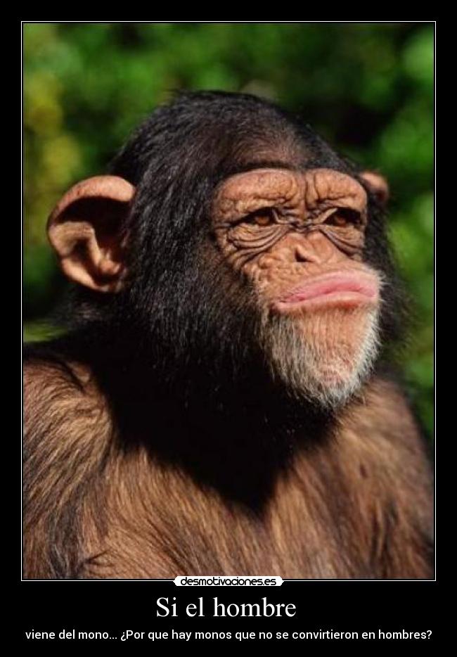 Si el hombre  - viene del mono... ¿Por que hay monos que no se convirtieron en hombres?