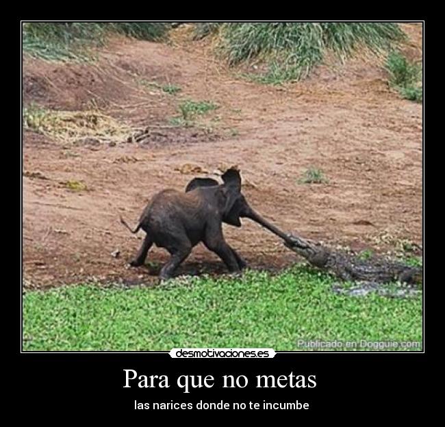 Para que no metas - las narices donde no te incumbe