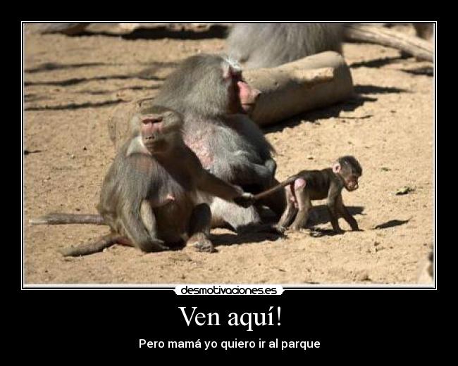 Ven aquí! - Pero mamá yo quiero ir al parque