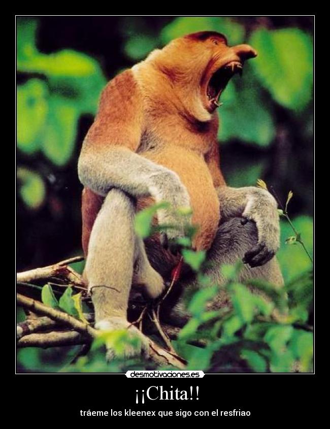 ¡¡Chita!! - tráeme los kleenex que sigo con el resfriao