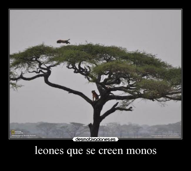 leones que se creen monos -