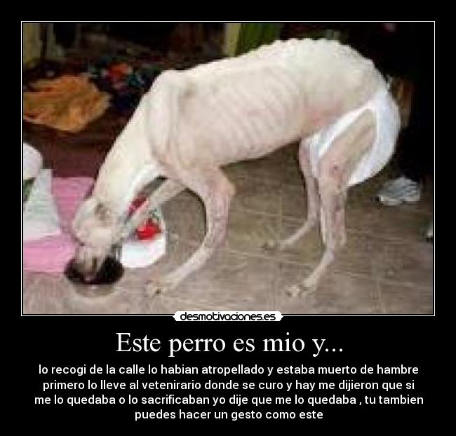 Este perro es mio y... -