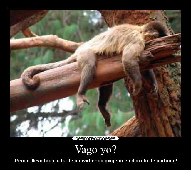 Vago yo? - 