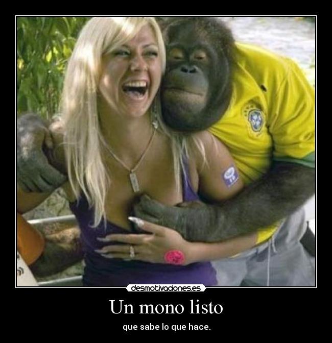 Un mono listo - que sabe lo que hace.
