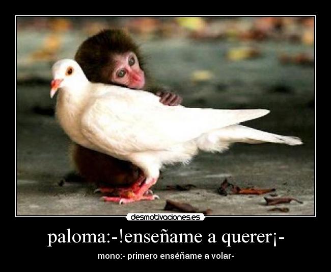 carteles mono paloma abrazo amistad querer desmotivaciones