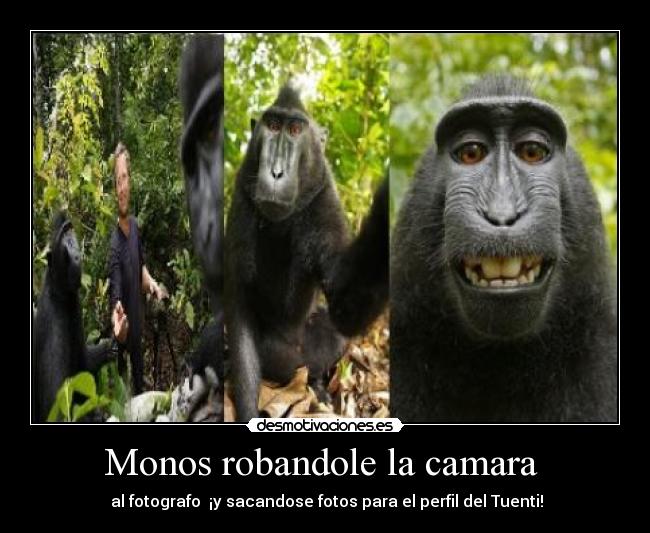 Monos robandole la camara -