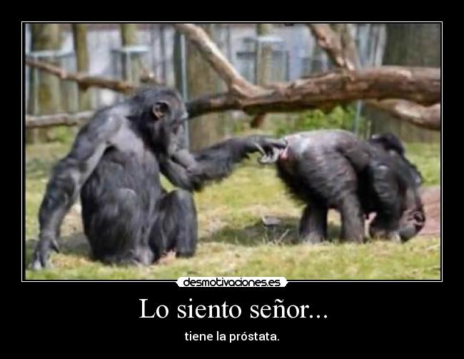Lo siento señor... - tiene la próstata.