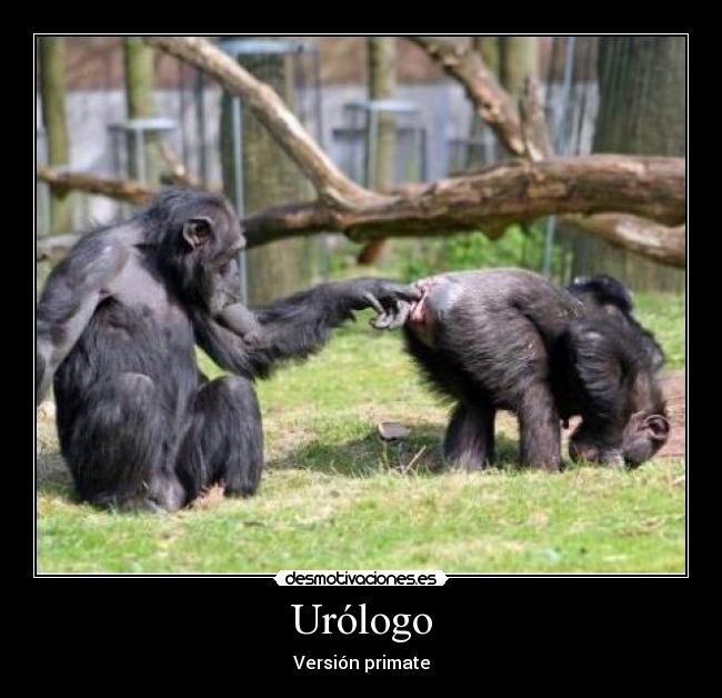 Urólogo - Versión primate