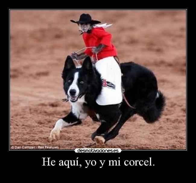 carteles corcel caballo perro mono cabalgando vaquero desmotivaciones