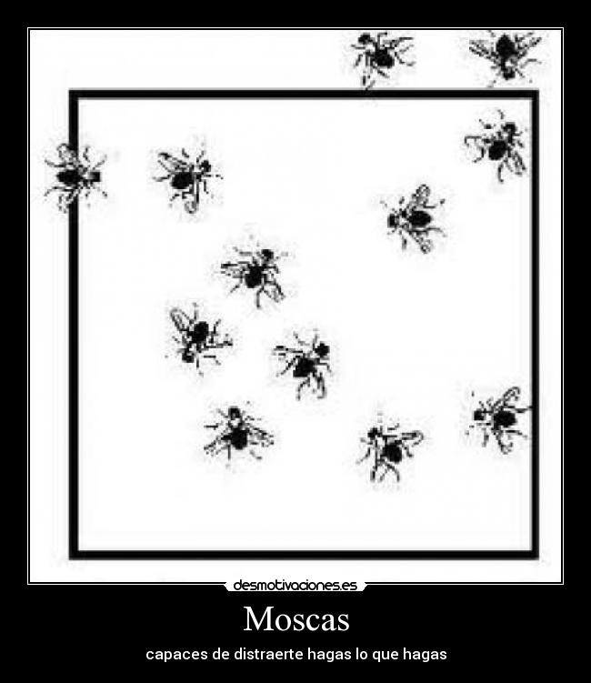 Moscas -