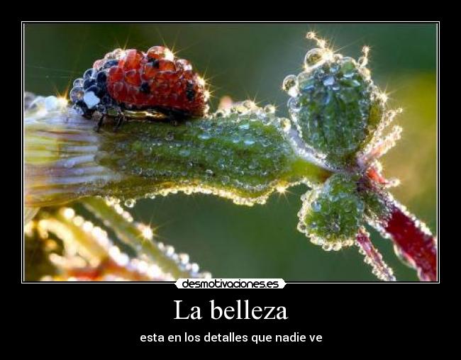La belleza - 