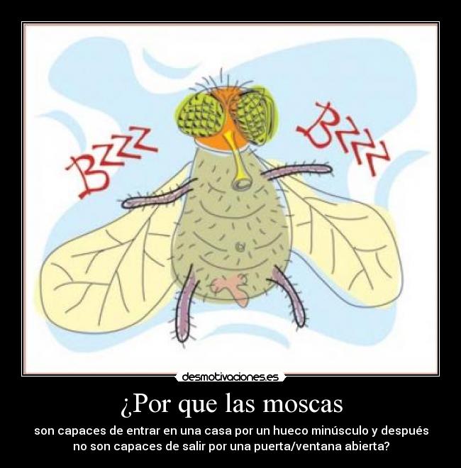 ¿Por que las moscas - 