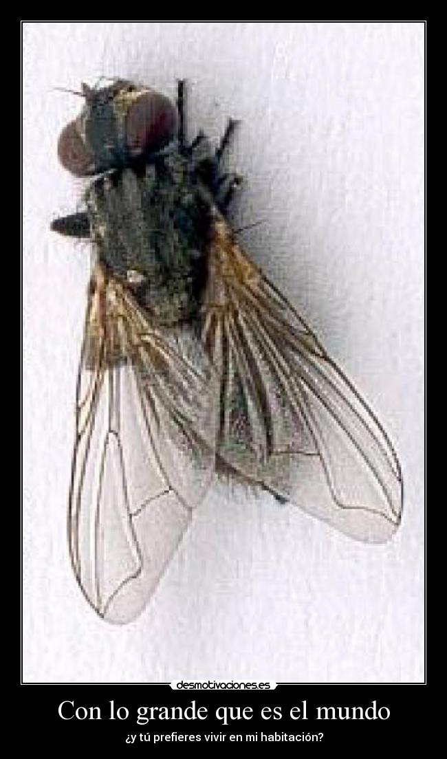 Con lo grande que es el mundo -