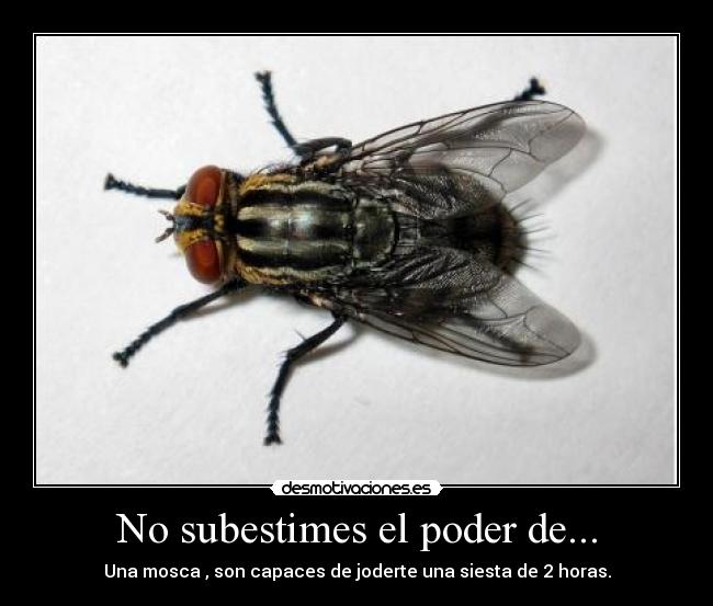 No subestimes el poder de... - Una mosca , son capaces de joderte una siesta de 2 horas.