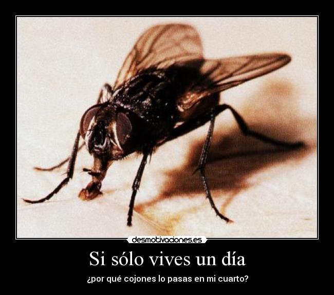 Si sólo vives un día - 