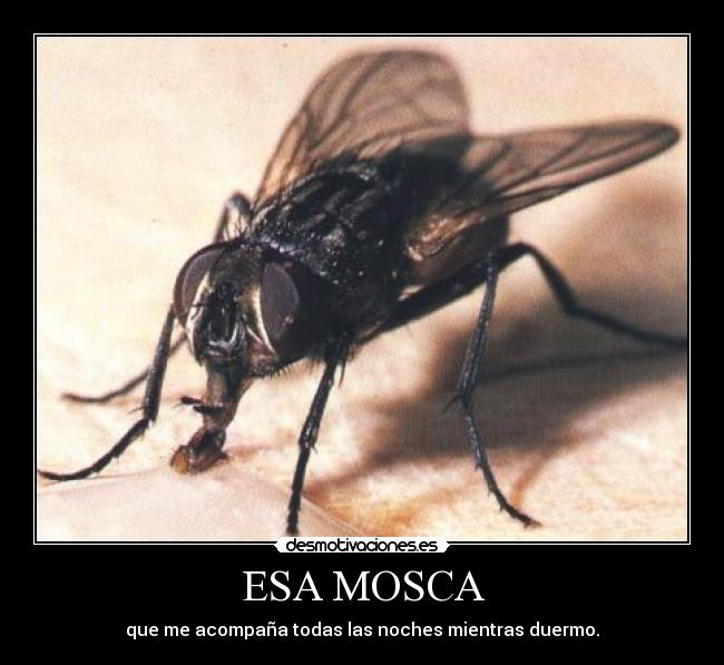 ESA MOSCA -