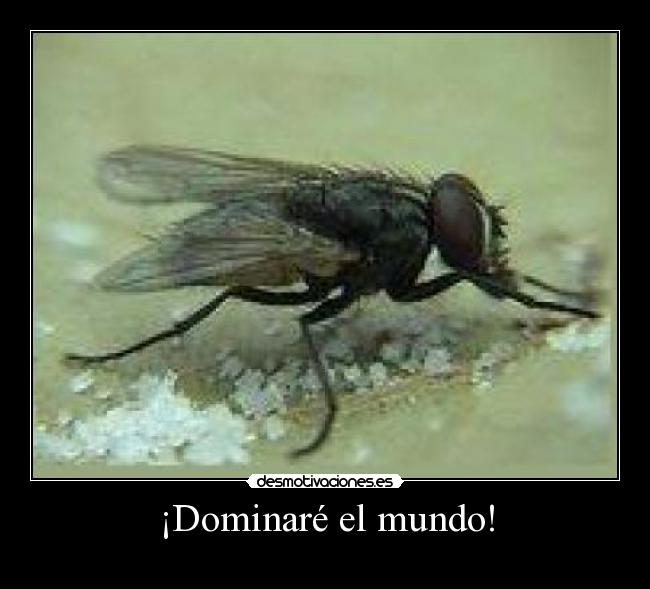 ¡Dominaré el mundo! -