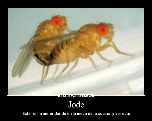 Jode - 