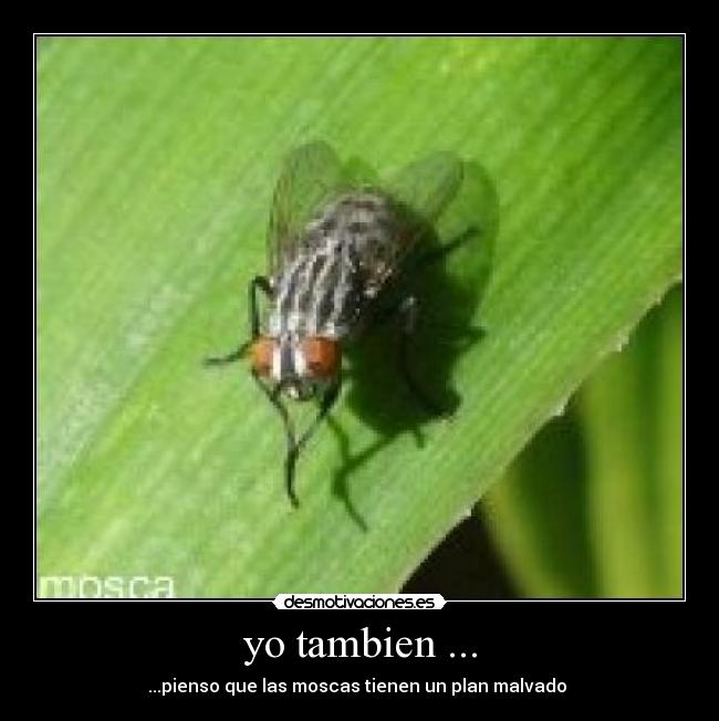 yo tambien ... - ...pienso que las moscas tienen un plan malvado 