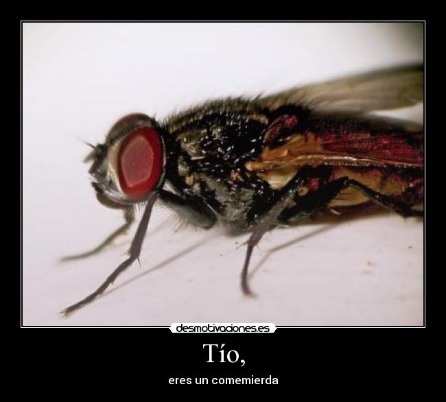 Tío, - eres un comemierda