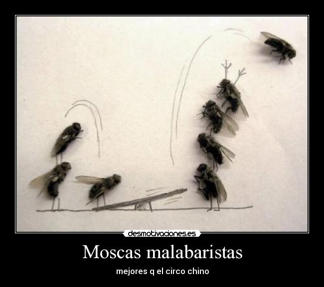 Moscas malabaristas -