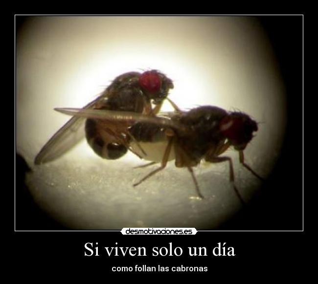 Si viven solo un día - 