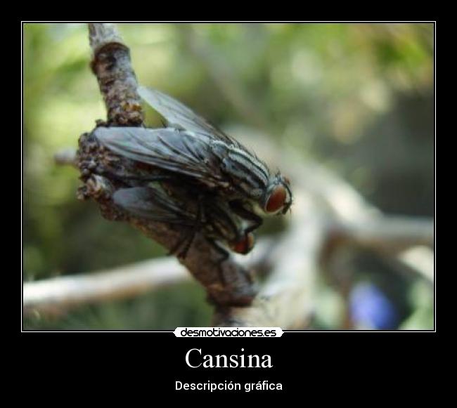 Cansina -
