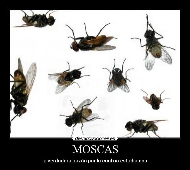 MOSCAS -