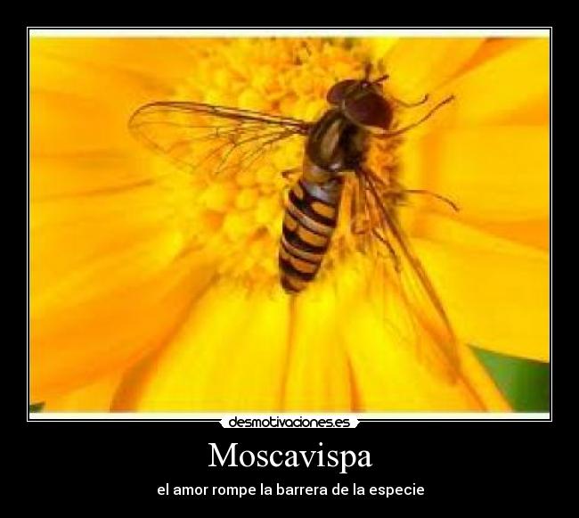 Moscavispa - el amor rompe la barrera de la especie