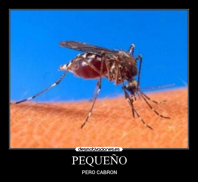 PEQUEÑO -