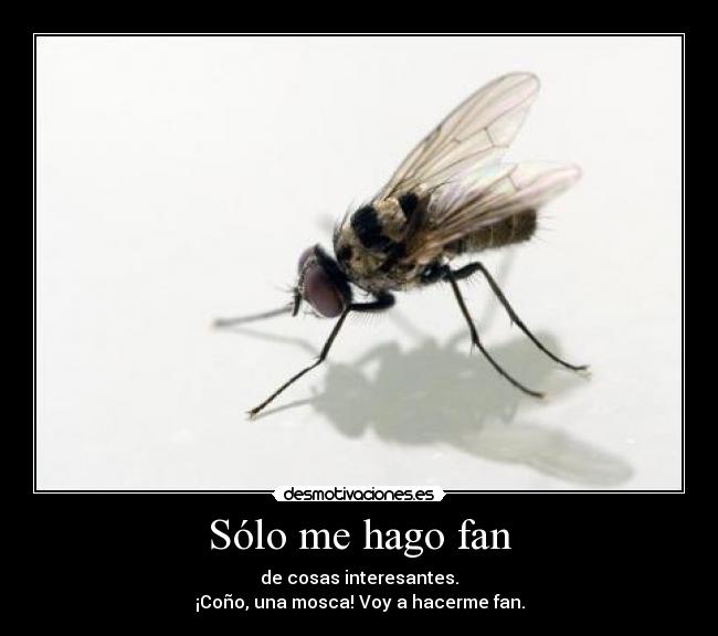 Sólo me hago fan - de cosas interesantes.
¡Coño, una mosca! Voy a hacerme fan.