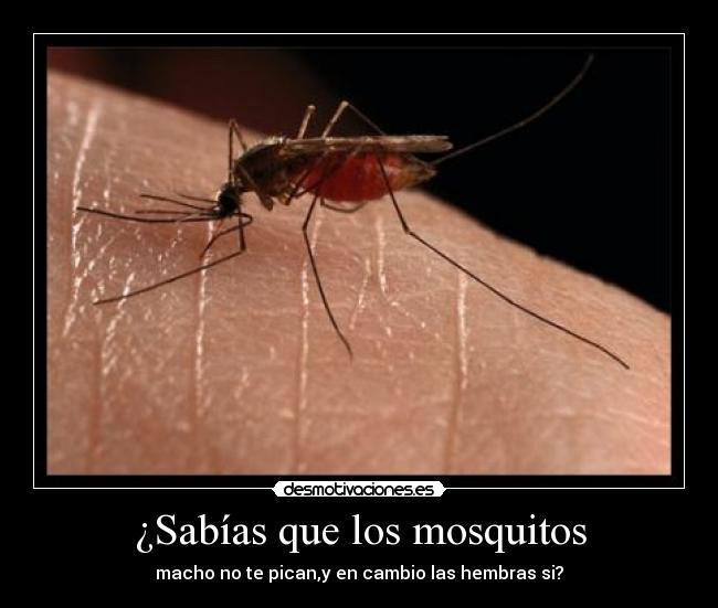 ¿Sabías que los mosquitos - macho no te pican,y en cambio las hembras si?