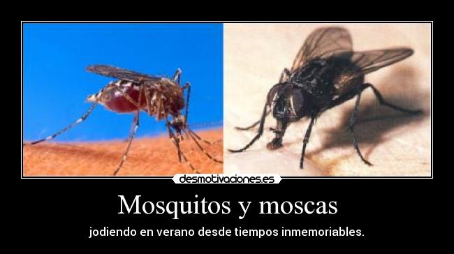 Mosquitos y moscas - jodiendo en verano desde tiempos inmemoriables.