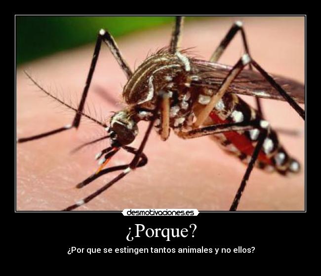 ¿Porque? -