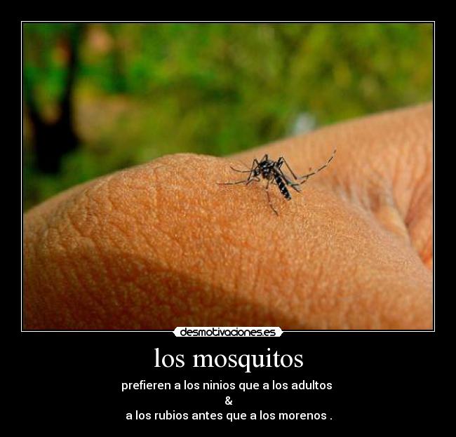 los mosquitos - 